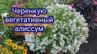 Aлиссум вегетативный,, Snow Princess,, Осеннее черенкование для зимнего сохранения.