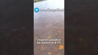 Хариус на спиннинг. #рыбалка #fishing #рыба #река #лето #братьяПриходько #спиннинг #хариус