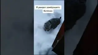 МУЖЧИНА СПАС КОТЁНКА, КОТОРЫЙ ЗАМЕРЗАЛ НА УЛИЦЕ / ПРИЮТИЛ КОТА / man saved kitten