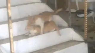 Ngewek