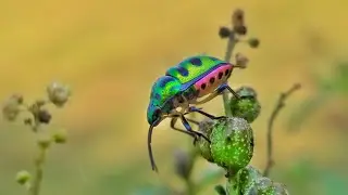 prosumer 55mm Macro Lens