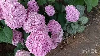 Прогулянка ранковим садочком. Релакс під музику.