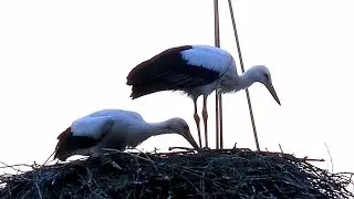 Футаж Аисты в Гнезде. Аист и Аистенок. Аисты Птицы. Аисты Видео. Футажи для видеомонтажа Видеофутажи