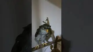 Shakespeare Owl calls out to play