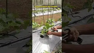 Begini Cara Pemangkasan Melon Agar Buahnya Bagus 