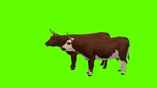 Cow Running Green Screen Video |Running Cows | green screen effects 