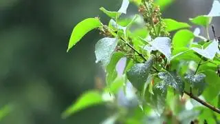 Футаж - Капли дождя разбиваются об ветку сирени.
