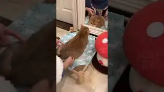 Cute cats 😸 #youtubeshorts #cat #funny