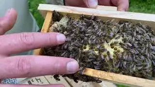 Удачная погода для облета пчеломаток.