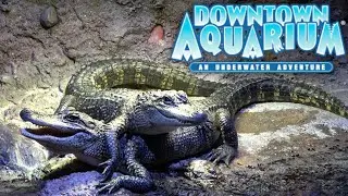 Downtown Aquarium Houston Tour & Review with The Legend