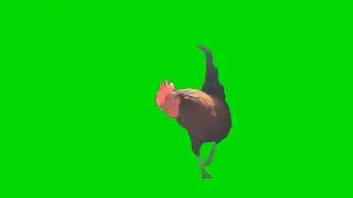 chicken green screen