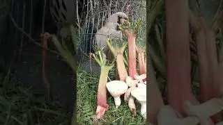садои кабк хангоми шикор Таджикистан