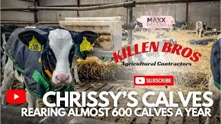 Killen Bros | Chrissy’s Calves