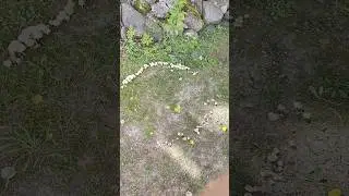 #грибы #интересно #nature #природа #круг #shorts #interesting #facts #факты #реальнаяжизнь #reallife