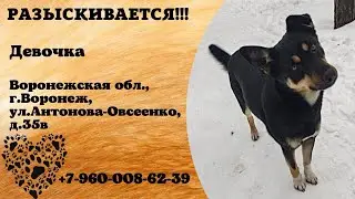 Пропала собака! Девочка. Воронежская область, г.Воронеж.