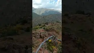 Кабк шикор Узбекистан