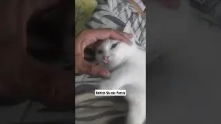 Anak Kucing British shorthair Mix Persia lagi manja ke jeeboo