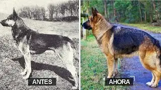 10 Cosas Que Has Visto y Han Cambiado Bastante Con El Tiempo HD 1440p