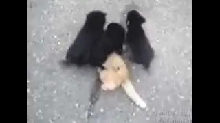 Стая собак разорвала кота в клочья!!!