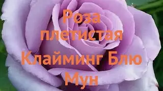 Роза плетистая Клайминг Блю Мун (rosa) 🌿 обзор: как сажать, саженцы розы Клайминг Блю Мун