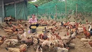 Banana plants are chickens' favorite food. Free-range chicken farming model. ( Ep 274 )