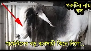 অবশেষে ৩৭ লাখ টাকায় বিক্রি হলো 'বস' || কিনলেন গার্মেন্টস ব্যবসায়ী || Daily Needs