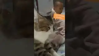 Cute kitty gives the ULTIMATE massage 💆🐱 