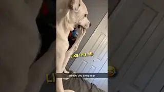 Maybe he noticed there was a bone in there.. 😂