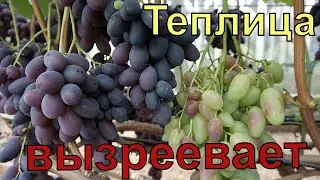 Обзор винограда в теплицах на 25 августа 2023г.