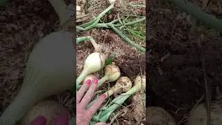 #Караул