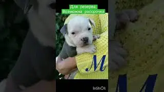 Щенки американского булли ❤️. 