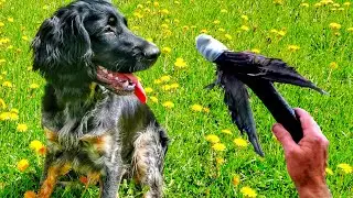 Homemade GAME for training in feeding on the hunt. Russian hunting spaniel.