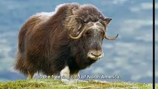 10 Prehistoric Creatures Still Alive Today: Surviving the Test of Time!