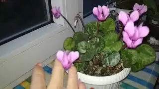 Цикламен европейский. Чудо от Оленьки ! Ароматная красота!