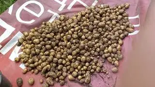 Уборка картошки, капусты и тыквы.