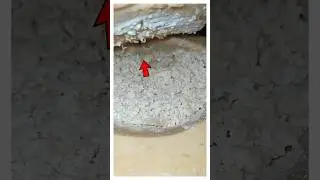 Чем опасен сыр Касу Марцу?