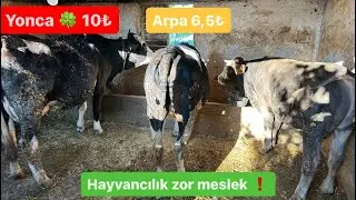 Piyasadaki dengesizlik !!!! / Besicilik mi sütçülük mü? 🐮 /                2024 yılı arpa ezmesi