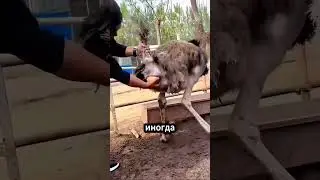 Почему фермеры ловят яйца страусов руками? 🤔 