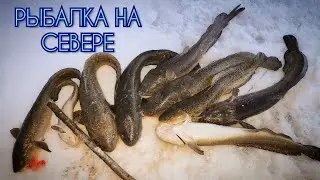 ПОЙМАЛ АЛЬБИНОСА. Рыбалка на стук со льда в мае. ЧЕРЕЗ ЗАБЕРЕГУ НА ПЕНКЕ.