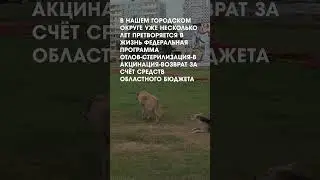 Стаи собак в Коломне #shorts