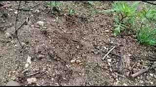 Мод кабк Шикор Побанд