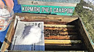 КОРМЛЮ ПЧЕЛ САХАРОМ !!!