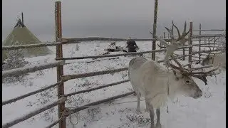Все олени под учётом. В Югре чипируют и вакцинируют животных