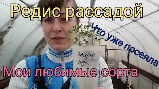 Редис. Рассада. Эксперимент / Какие семена зелени выбрать. Планировка грядок / Смешанные посадки
