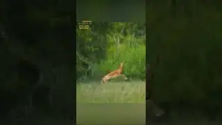 Олень напал на скунса.
