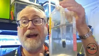Can paramecia cultures be obtained from aquarium water?