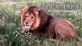 ❤️Лев АЛИ (Олежка) сказал 