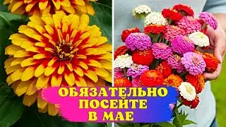 Просто посейте В МАЕ! ЛУЧШИЙ однолетник ДЛЯ СРЕЗКИ и КЛУМБЫ!