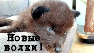 К нам в гости приехали новые волчата! 