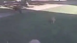 Cat protects old dog